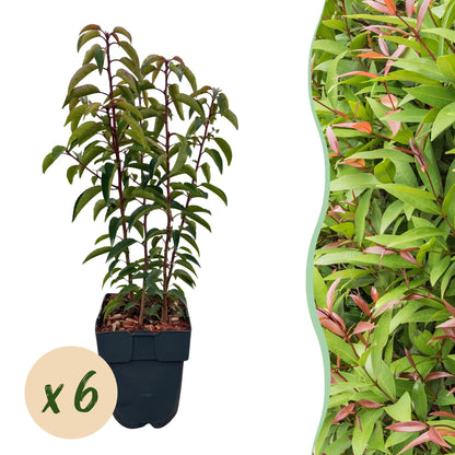 Chickasa-Pflaume – Prunus lusitanica Angustifolia – 6 Pflanzen – Heckenpflanze 1 m – Immergrün – Blatt grün – 17 cm – Höhe 50 cm – Perfekt für dichte Hecken & Sichtschutz 
