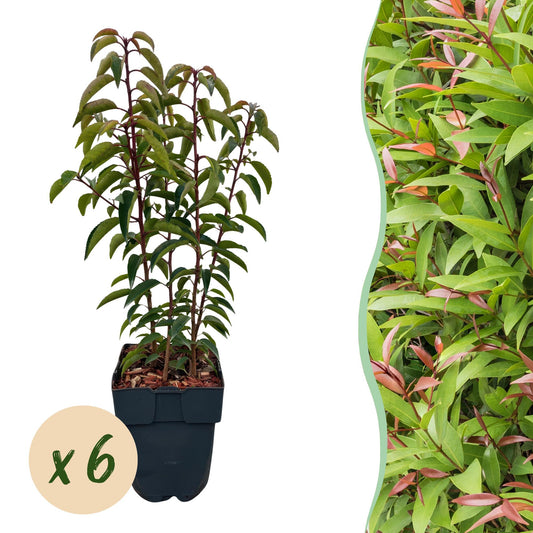 Chickasa-Pflaume – Prunus lusitanica Angustifolia – 6 Pflanzen – Heckenpflanze 1 m – Immergrün – Blatt grün – 17 cm – Höhe 50 cm – Perfekt für dichte Hecken & Sichtschutz 