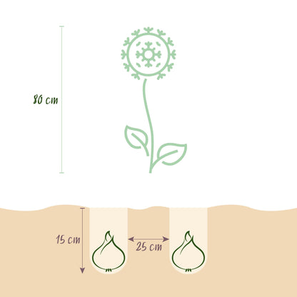 GreenboutiQ - Blumenzwiebeln - Allium Miami - Farbe Lila - 15 Stück - Zwiebelgröße 10/11 - XXL Pack 