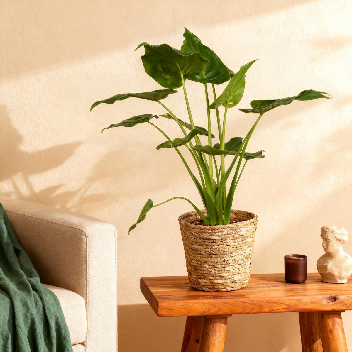 Green boutiQ - Zimmerpflanzen - Alocasia Cucullata - Buddha-Hand - Wenig Pflege - mit Korb - Grün - 1 Pflanze - Topf 21cm - Höhe 65-70cm 