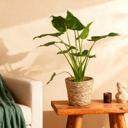Green boutiQ - Zimmerpflanzen - Alocasia Cucullata - Buddha-Hand - Wenig Pflege - mit Korb - Grün - 1 Pflanze - Topf 21cm - Höhe 65-70cm 