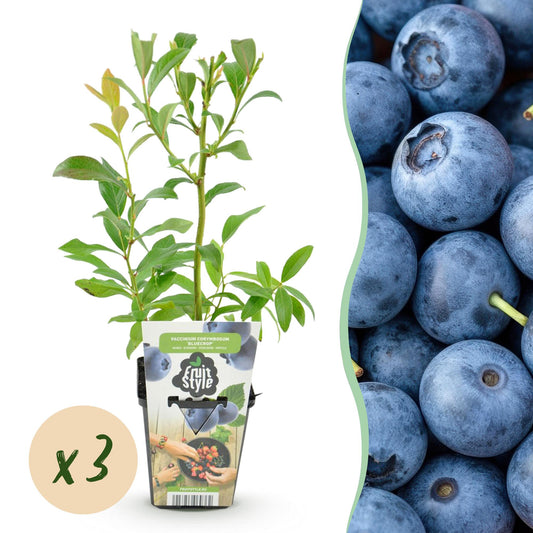 Blaubeere Vaccinium corymbosum Bluegold winterhart 3 Pflanzen Ø9cm Höhe 30cm – Aromatische Heidelbeere für Garten Balkon & Terrasse 