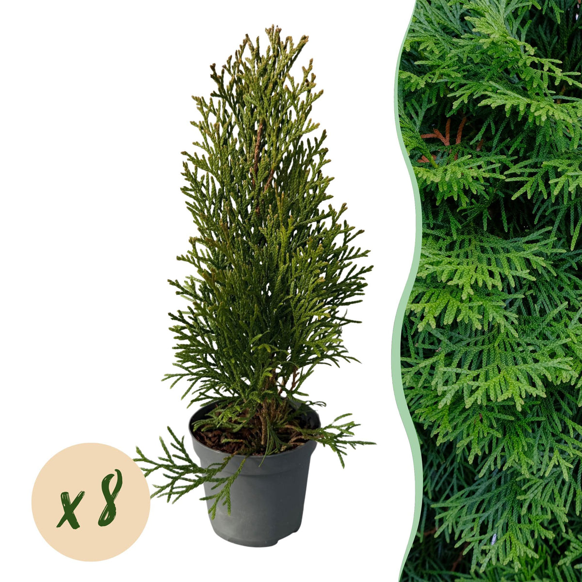 Lebensbaum Thuja occidentalis Smaragd – Immergrüne Heckenpflanze – 8 Pflanzen – 1 m – 9 cm Höhe 30–35 cm – Schnellwachsend & Pflegeleicht 