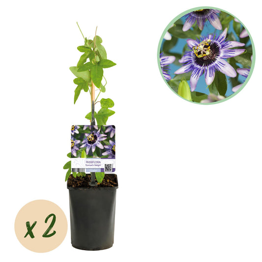 Passionsblume - Passiflora Damsels Delight - Blüte Lila mit Weiß - Wenig Pflege - 2 Pflanzen - Topf 11cm Höhe 40cm 
