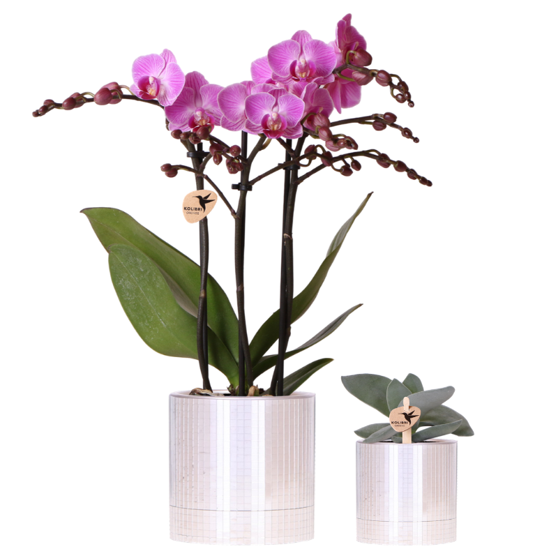 Kolibri Company | Disco Pflanzenset | Violette Vienna Orchidee 9cm + Sukkulente inkl. Keramik‑Übertöpfe 