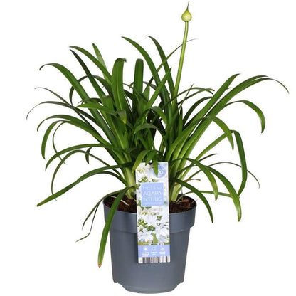 Schmucklilie - Agapanthus 'Ever White' - Ø19cm - ↕30cm 