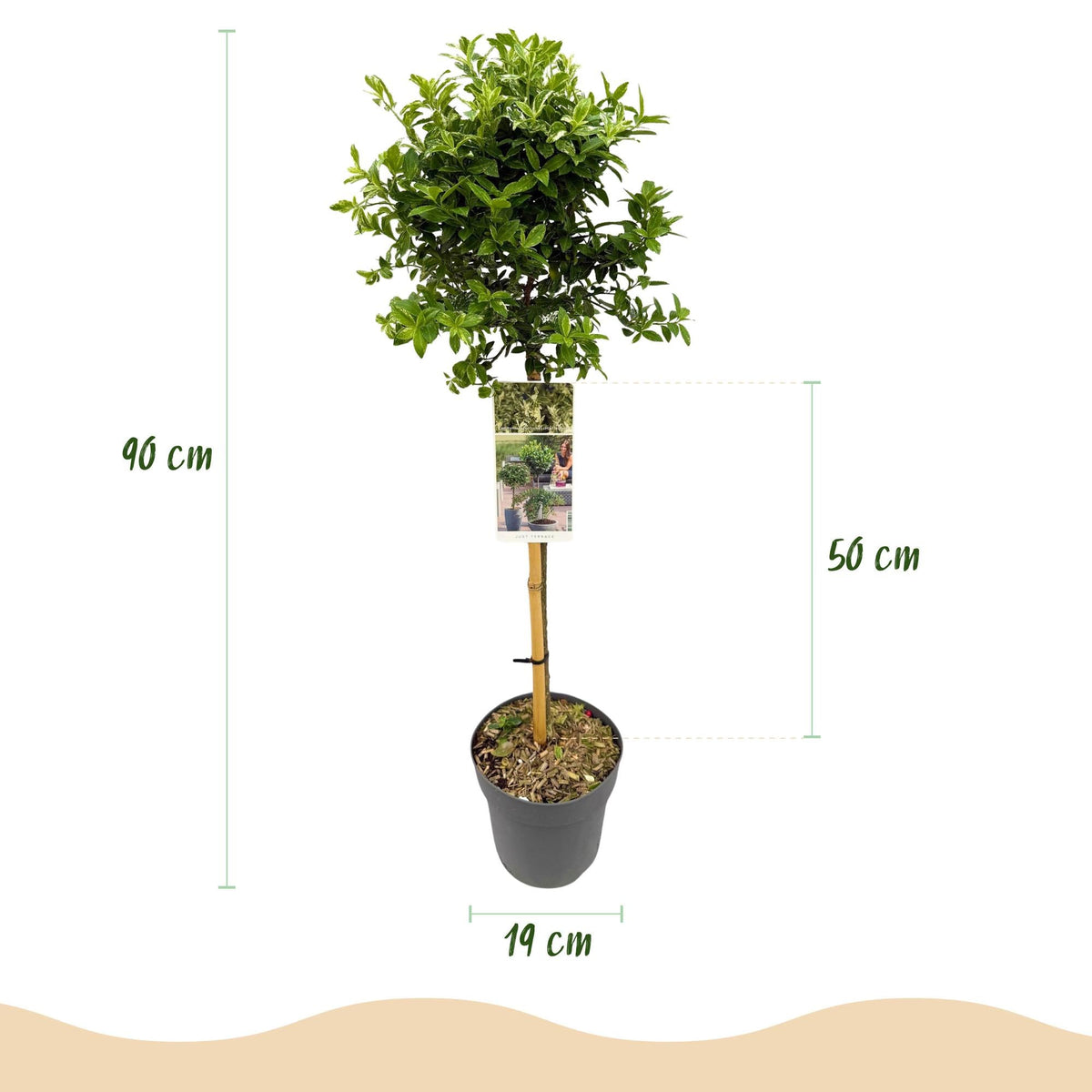 Euonymus fortunei ‘Harlequin’ – Immergrüne Stamm-Pflanze – Terrassen- & Gartenpflanze – pflegeleicht & kompakt – Topf Ø19cm – Höhe ca. 90cm 