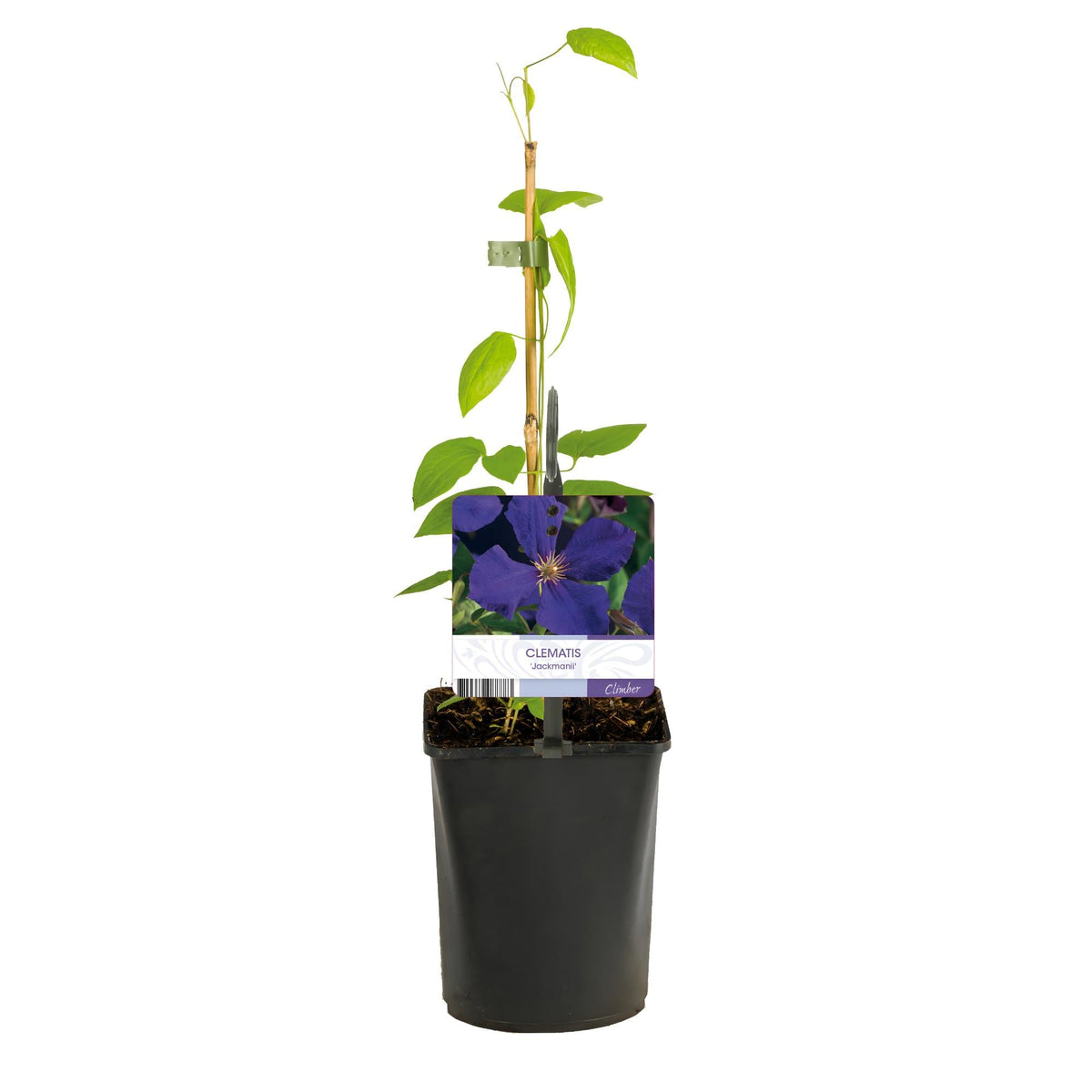 Kletterpflanze Clematis Jackmanii – Tiefviolette Blüten – Wenig Pflege – 2 Pflanzen – 11 cm Höhe 40 cm – Für Garten, Balkon & Pergolen 