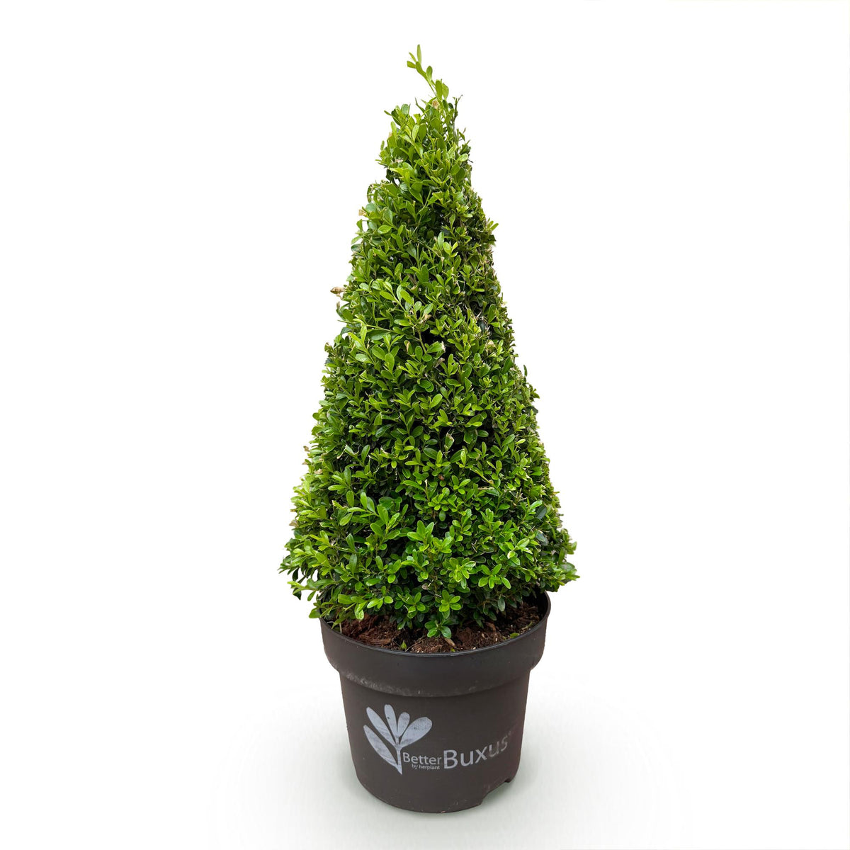 Buchsbaum-Pyramide Skylight