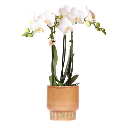 Kolibri Orchids | Weiße Amabilis Orchidee + Bold Cognac Übertopf – Topfgröße Ø9cm | blühende Zimmerpflanze – frisch vom Züchter 