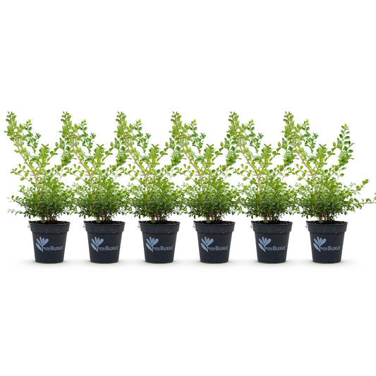 GreenboutiQ - Buxus Hecke - BetterBuxus Babylon Beauty - Resistenz gegen den Buxus-Schimmel - 6 Pflanzen - 1 laufender Meter - Topf 13cm Höhe 30-35 