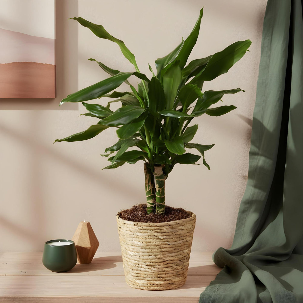 Green boutiQ - Zimmerpflanzen - Dracaena fragrans Steudneri - Drachenbaum - Wenig Pflege - Grün - 1 Pflanze - Topf 17cm - Höhe 50-55cm 