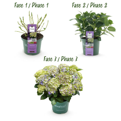 Hortensie Magical Jewel Blue – Hydrangea macrophylla – Blau – Balkonpflanze – Im 23 cm Topf – Ca. 55 cm hoch – 6–10 Blüten – Für Balkon, Terrasse & Beet – Pflegeleicht & Farbenprächtig 