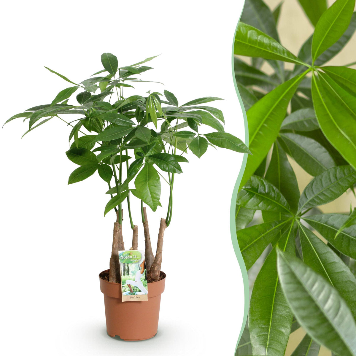 Green boutiQ - Zimmerpflanzen - Pachira Aquatica Mehrstamm - Geldbaum - Wenig Pflege - Grün - 1 Pflanze - Topf 17cm - Höhe 50-55cm 