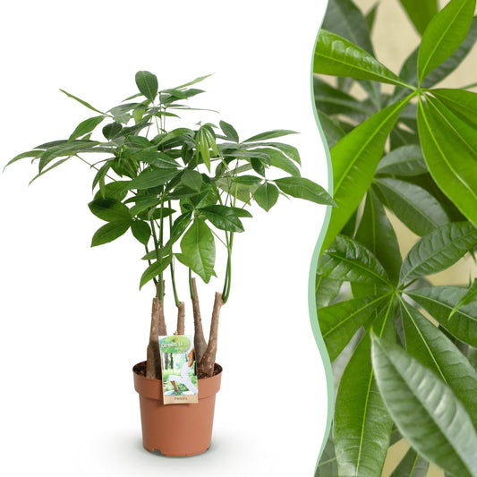 Green boutiQ - Zimmerpflanzen - Pachira Aquatica Mehrstamm - Geldbaum - Wenig Pflege - Grün - 1 Pflanze - Topf 17cm - Höhe 50-55cm 
