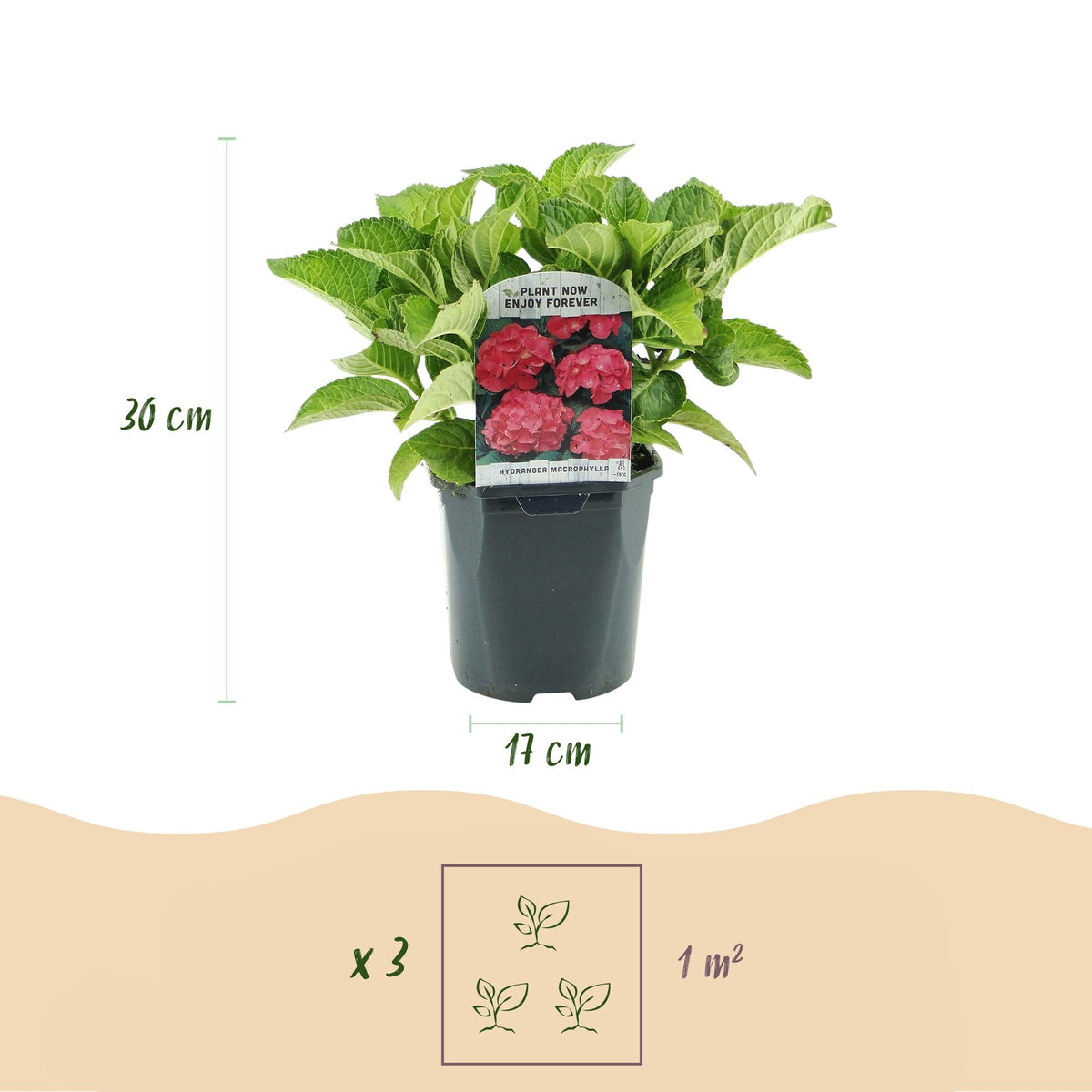 Hortensie – Hydrangea macrophylla Rot – Blüte Rot – Ø17cm – ↕30cm – Sommerblüher – Pflegeleicht & Laubabwerfend 