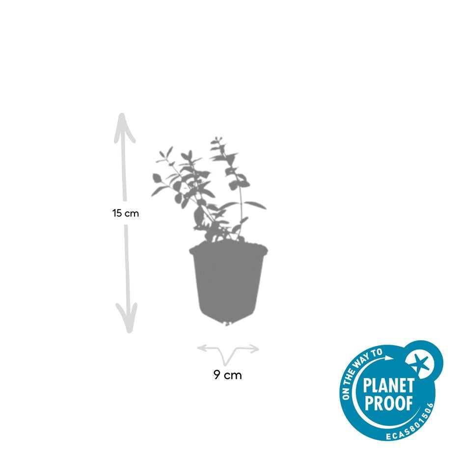 Johanniskraut Hypericum dummeri 'Peter Dummer' – ↕10-25cm – Ø9cm – 6 Pflanzen – Winterharter Bodendecker mit gelben Blüten 
