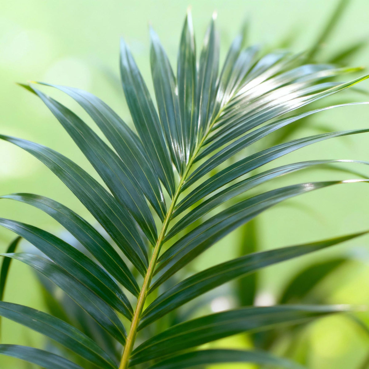 Howea Forsteriana – Kentia-Palme – 160–170cm – 27cm – Pflegeleichte, elegante Zimmerpalme mit fiederartigen Wedeln – Tropisches Highlight für Wohn- und Arbeitsbereiche 