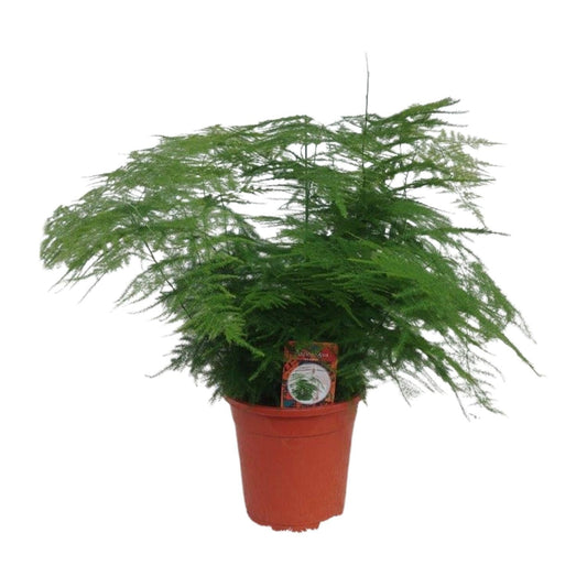 Asparagus Setaceus - Ø17cm - ↕45cm 