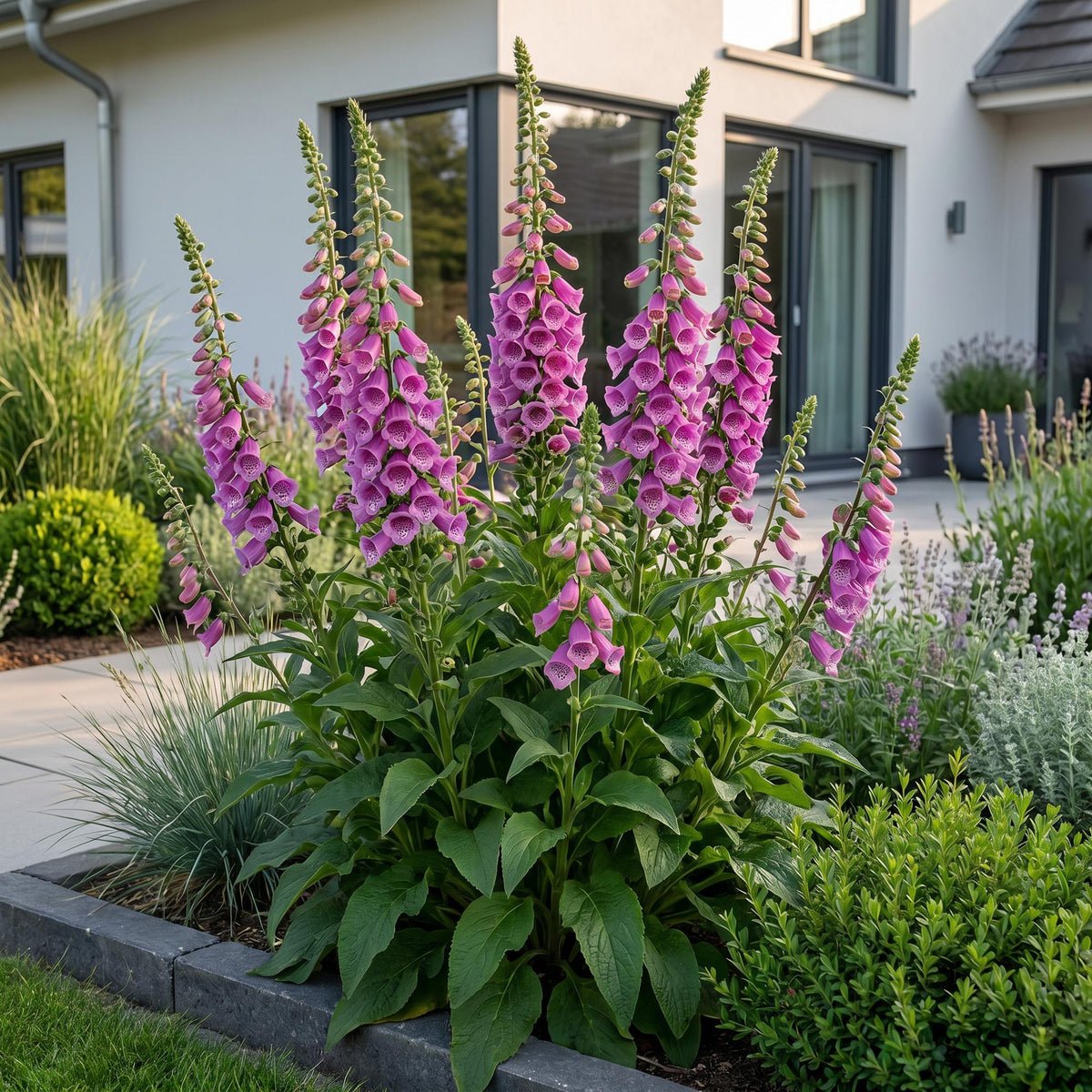 Fingerhut 'Dalmatian Purple' – Digitalis purpurea 'Dalmatian Purple' – 6 Pflanzen – Topf Ø11cm – Ansicht 6
