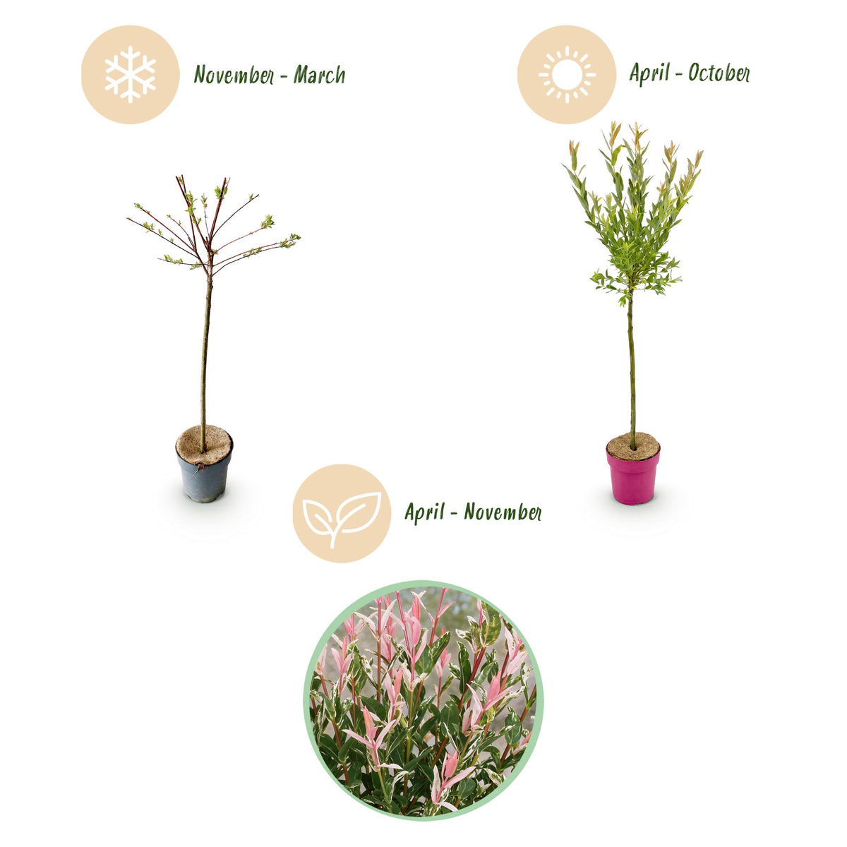 Flamingo-Weide – Salix 'Flamingo' – Topf Ø19cm – Höhe 90-100cm