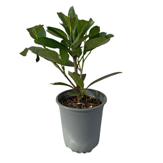 Kirschlorbeer - Prunus laurocerasus Caucasica - Heckenpflanze - Blatt grün - 8 Pflanzen - 1 laufenden Meter - immergrün - Topf 9cm Höhe 30-35cm 