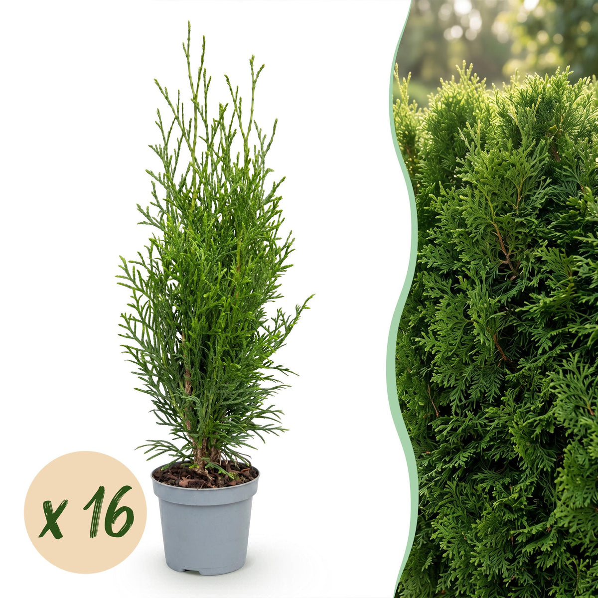 Lebensbaum 'Smaragd' – Thuja occidentalis 'Smaragd' – 16 Heckenpflanzen – Topf Ø9cm – Höhe 20-30cm