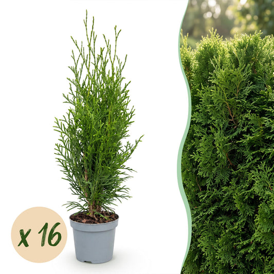 Lebensbaum 'Smaragd' – Thuja occidentalis 'Smaragd' – 16 Heckenpflanzen – Topf Ø9cm – Höhe 20-30cm