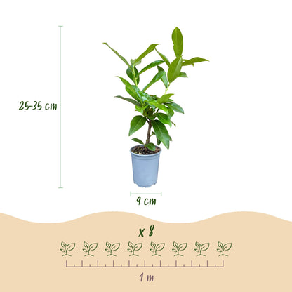 Kirschlorbeer 'Novita' – Prunus laurocerasus 'Novita' – 16 Heckenpflanzen – Topf Ø9cm – Höhe 25-35cm – Ansicht 4