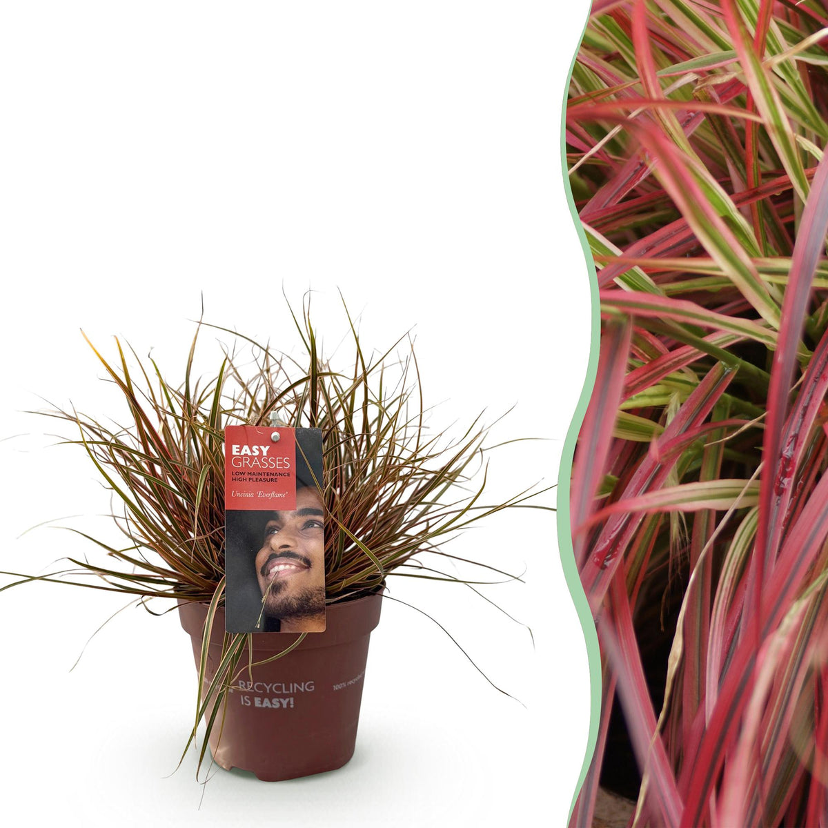 GreenboutiQ - Ziergräser - Uncinia rubra Everflame - Rot - 1 Pflanze - Immergrün - Winterhart - Topf 17cm Höhe 50cm 