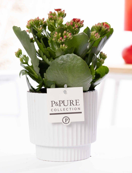 Kalanchoe Red In P&PURE Ivy Ceramics Shiny White - Ø12cm - ↕27cm 