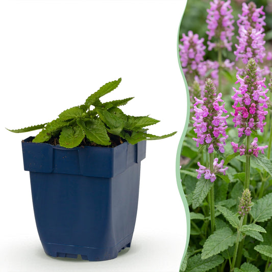 Ziest 'Ukkie' – Stachys officinalis 'Ukkie' – 6 Pflanzen – Topf Ø11cm