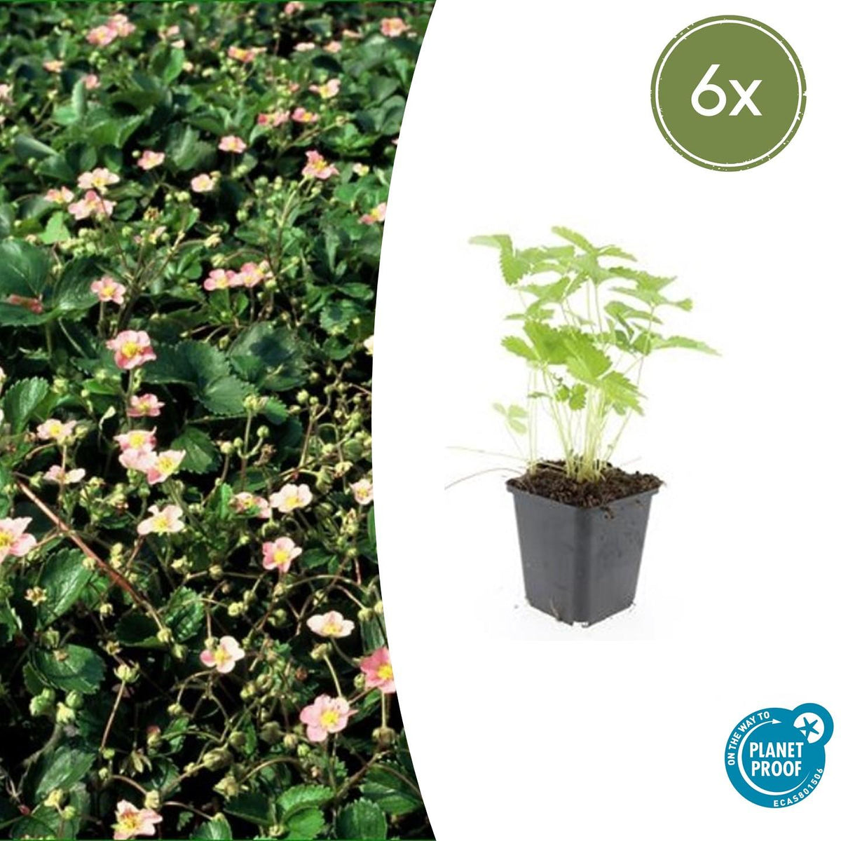 Wald-Erdbeere – Fragaria vesca – ↑10-25cm – Ø9cm – 6 Pflanzen – Bodendecker & Früchte, pflegeleicht, süße essbare Beeren 