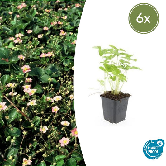 Wald-Erdbeere – Fragaria vesca – ↑10-25cm – Ø9cm – 6 Pflanzen – Bodendecker & Früchte, pflegeleicht, süße essbare Beeren 