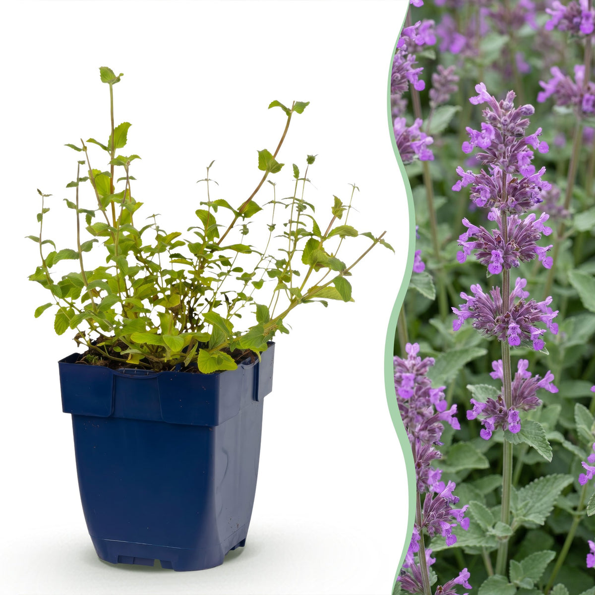 Katzenminze 'Grog' – Nepeta racemosa 'Grog' – Topf Ø11cm – Bienenfreundliche Staude für Garten & Balkon