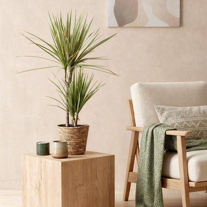 Green boutiQ - Zimmerpflanzen - Dracaena Marginata Bicolor - Drachenbaum - Wenig Pflege - Grün - braun - 1 Pflanze - Topf 17cm - Höhe 70-75cm 