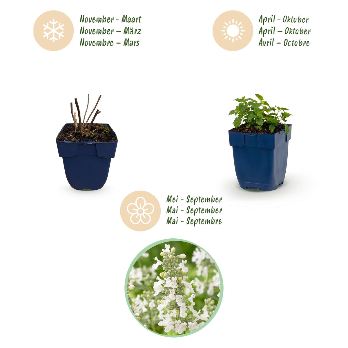 Katzenminze 'Snowflake' – Nepeta faassenii 'Snowflake' – Topf Ø11cm – Ansicht 4
