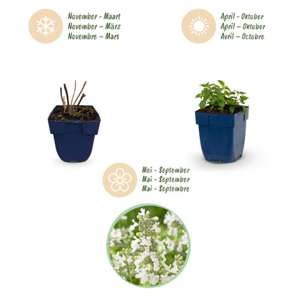 Katzenminze 'Snowflake' – Nepeta faassenii 'Snowflake' – Topf Ø11cm – Ansicht 4