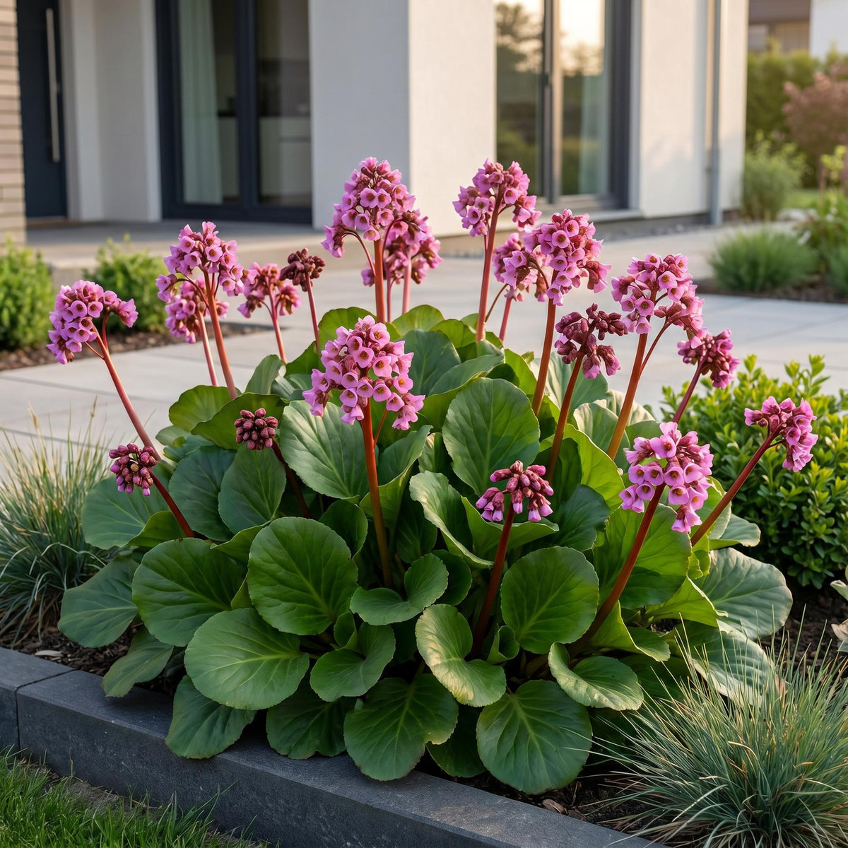 Bergenie – Bergenia cordifolia – 6 Pflanzen – Topf Ø11cm – Bienenfreundliche Staude für Garten & Balkon – Ansicht 6