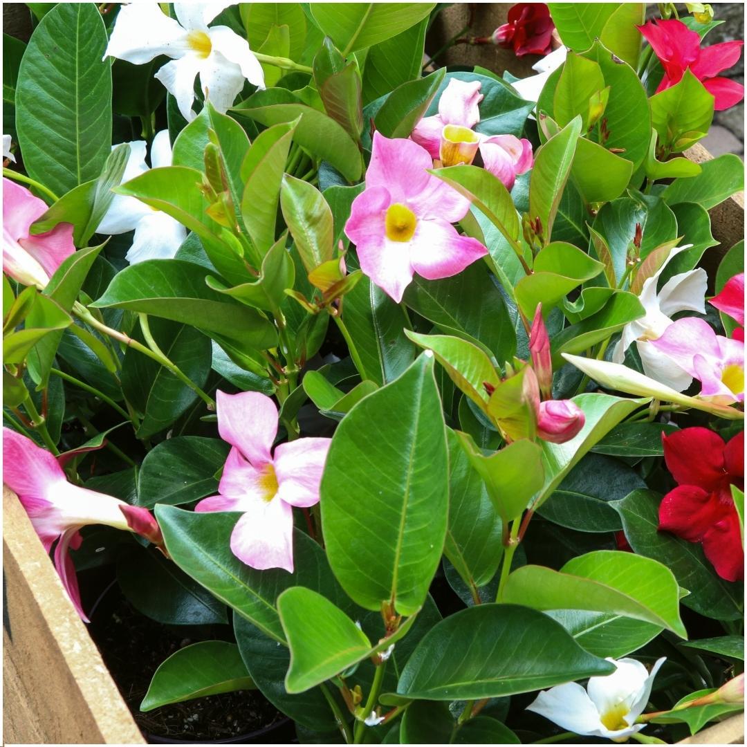 Dipladenia Mix – 6er-Set Mandevilla – Pink, Weiß & Rot – Kletterpflanzen – Ø12 cm Topf – Ca. 25 cm hoch – Blühfreudig, pflegeleicht & vielseitig – Für Garten, Terrasse & Balkon 