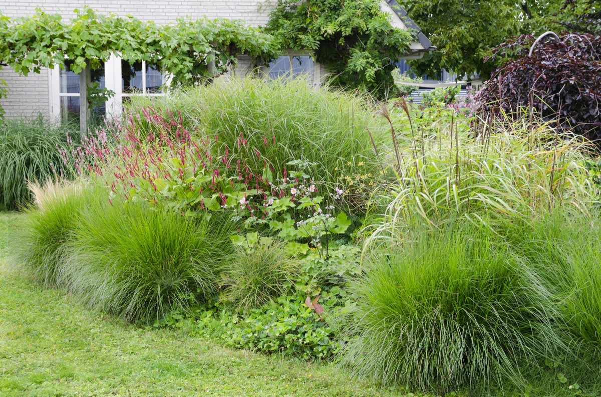 Chinaschilf - Miscanthus sinensis 'Ferner Osten' - Ø19cm ↕50cm - Ziergras mit roten Stängeln & rotbraunen Blüten - Winterhart & pflegeleicht 