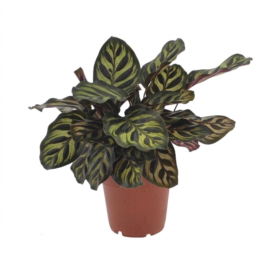Pfauenpflanze – Calathea makoyana – Topf Ø12cm – Höhe 25cm – Dekorative Zimmerpflanze – Ansicht 2