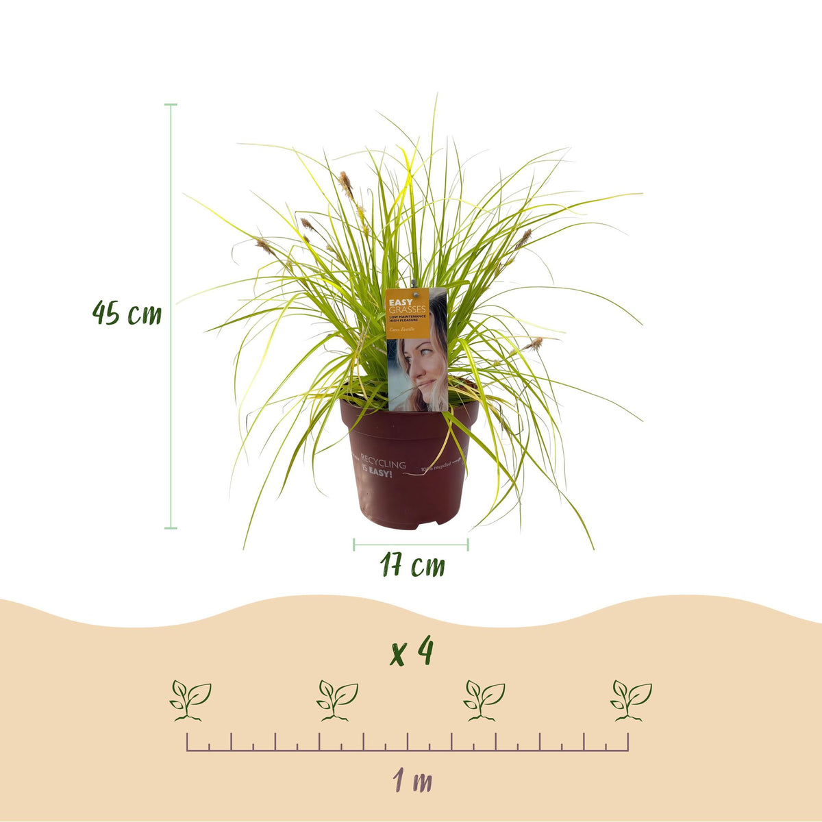 GreenboutiQ - Ziergräser - Carex oshimensis Everillo - Gelb - 1 Pflanze - Immergrün - Winterhart - Topf 17cm Höhe 50cm 