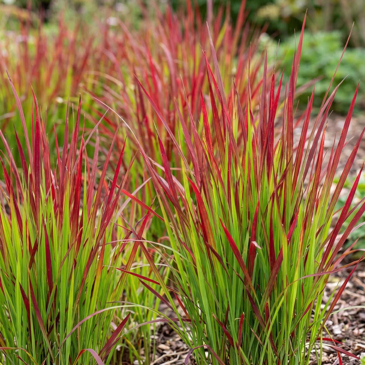 Blutgras 'Red Baron' – Imperata cylindrica 'Red Baron' – 6 Pflanzen – Topf Ø11cm – Staude für Garten & Balkon – Ansicht 5