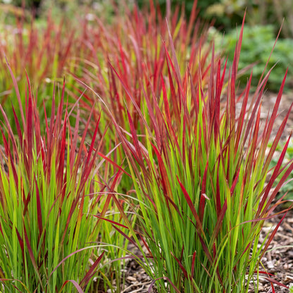 Blutgras 'Red Baron' – Imperata cylindrica 'Red Baron' – 6 Pflanzen – Topf Ø11cm – Staude für Garten & Balkon – Ansicht 5