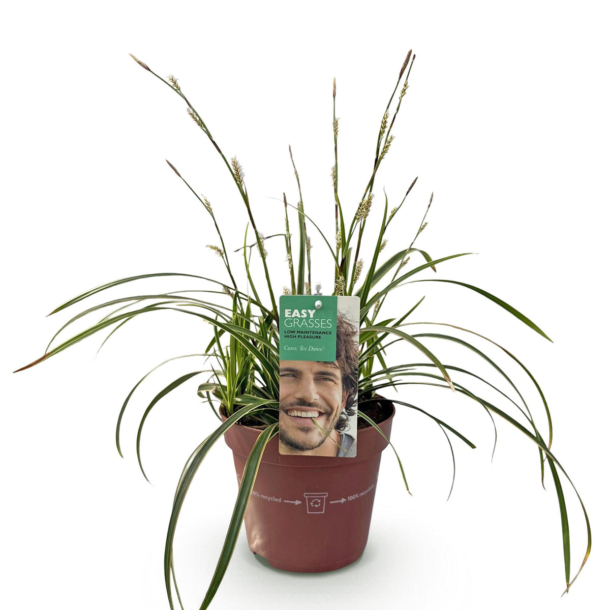 GreenboutiQ - Ziergräser - Carex morrowii Ice Dance - Weiß & Grün - 1 Pflanze - Immergrün - Winterhart - Topf 17cm Höhe 50cm 