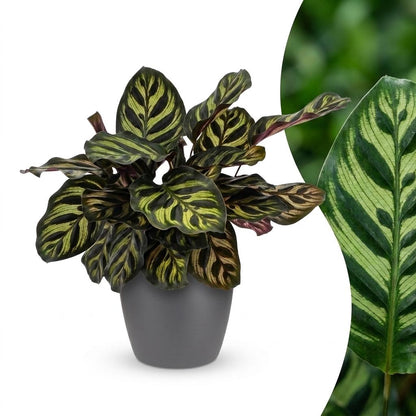 Pfauenpflanze – Calathea makoyana – Topf Ø12cm – Höhe 25cm – mit grauem Dekotopf – Dekorative Zimmerpflanze