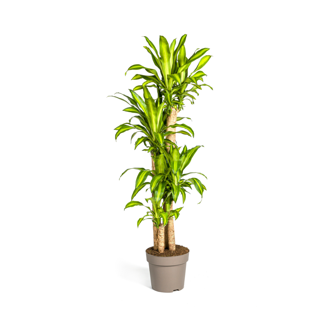 Dracaena Fragrans Massangeana – Drachenbaum – Ø30 cm – ↕170-190 cm – Tropische Zimmerpflanze – Robust & pflegeleicht – Für hellen bis halbschattigen Standort 