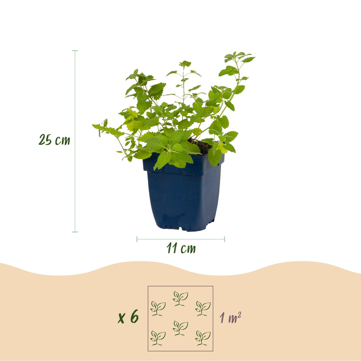Katzenminze 'Six Hills Giant' – Nepeta faassenii 'Six Hills Giant' – Topf Ø11cm – Ansicht 3
