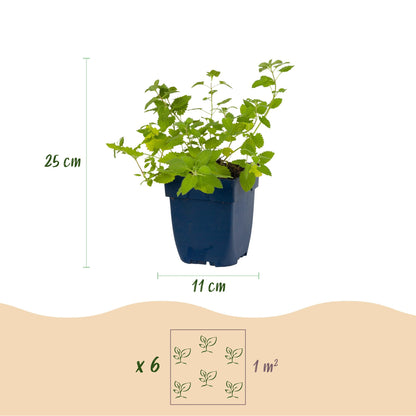Katzenminze 'Six Hills Giant' – Nepeta faassenii 'Six Hills Giant' – Topf Ø11cm – Ansicht 3